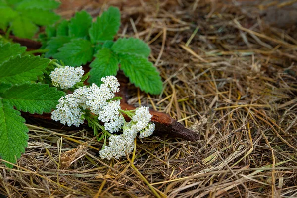 Ainda Vida Com Pequenas Flores Silvestres Feno Flores Silvestres Casca — Fotografia de Stock