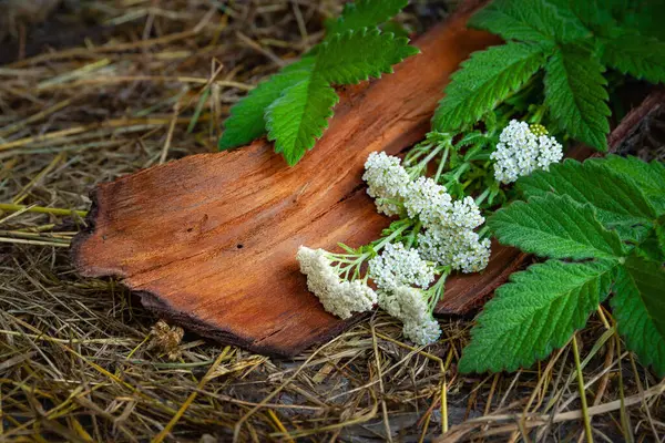 Pequenas Flores Selvagens Brancas Feno Flores Silvestres Casca Árvore Folhas — Fotografia de Stock
