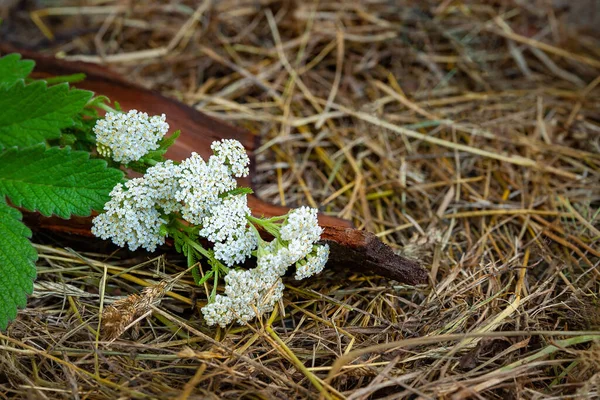 Ainda Vida Com Flores Brancas Feno Flores Silvestres Brancas Casca — Fotografia de Stock