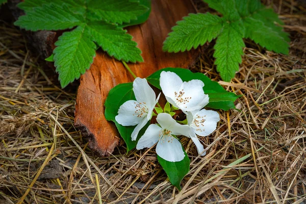 Still Life Wild Jasmine Flowers Hay Branch Wild Jasmine Tree — Stock Photo, Image