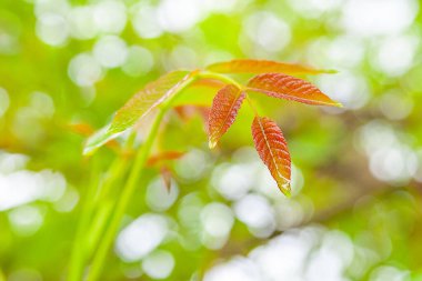 Işıkta ıslak ceviz yaprakları. Yağmurlu bir gökyüzüne karşı şeffaf yaprakların narin görüntüsü. Parlak arka plan. Seçici yumuşak odak.