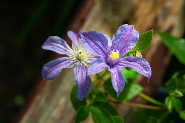 Zbliżenie Fioletowe Kwiaty Kroplami Mokre Kwiaty Świecą Deszczu Ziarniste Tło — Zdjęcie stockowe