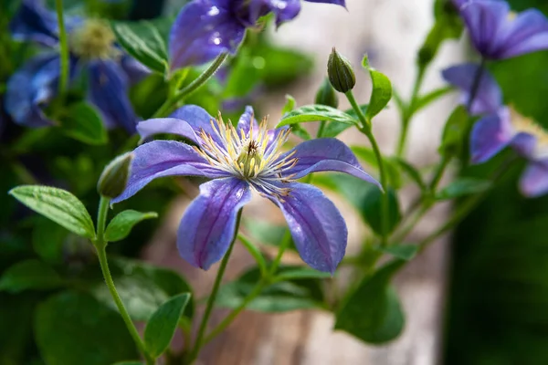 Zbliżenie Ogrodu Purpurowe Kwiaty Kroplami Mokre Kwiaty Świecą Deszczu Ziarniste — Zdjęcie stockowe