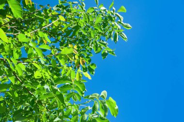 Mavi gökyüzüne karşı yeşil yapraklar. Metin için alanı olan soyut arkaplan. Kolaj ve tasarım için şablon.