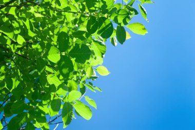 Mavi gökyüzüne karşı bir ağacın yeşil yaprakları. Metin için alanı olan soyut arkaplan. Kolaj ve tasarım için şablon.