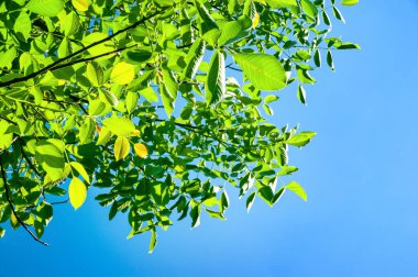Mavi gökyüzüne karşı yeşil yapraklar. Metin için alanı olan soyut doğal arkaplan. Kolaj ve tasarım için şablon.