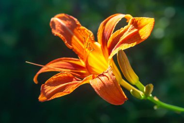 Yaprakların arka planında turuncu zambak. Çiçek tarlasında, bahçedeki çiçekleri yakından çek. Tasarım için doğal arka plan. Seçici yumuşak odak.