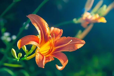 Turuncu zambak bahçede çiçek açar. Çiçek tarlasında, bahçedeki çiçekleri yakından çek. Tasarım için doğal arka plan. Seçici yumuşak odak.