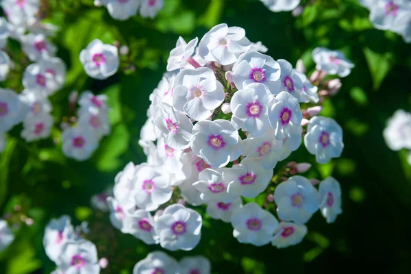 白い庭のフロックス Phlox Paniculataの大きな花序 装飾的な花の背景 デザインの基本 — ストック写真