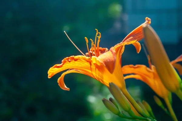 Lily Ogrodzie Zbliżenie Ogrodowe Kwiaty Lilii Dziennej Kwietniku Naturalne Tło — Zdjęcie stockowe