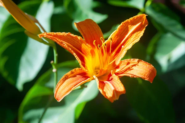 Top View Orange Lily Close Garden Daylily Flowers Flower Bed — Stock Photo, Image