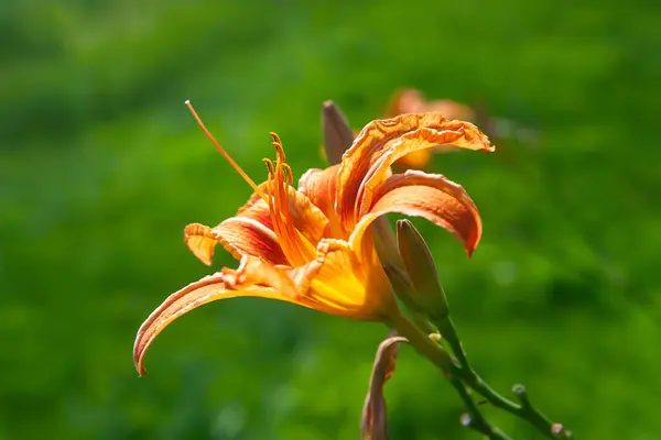 Orange Lily Background Foliage Daylily Flower Blooms Garden Natural Background — Stock Photo, Image