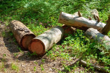 Ormandaki bir odun yığını. Ormandaki yaşlı ağaçları kesin. Planlanmış orman tahribatı.