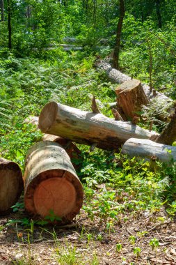 Orman açıklığında bir odun yığını. Ormanda kesilen ağaçlar. Planlanmış orman tahribatı.