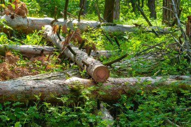 Kütükler ormanın derinliklerine atılır. Ormanda kesilen ağaçlar. Planlanmış orman tahribatı.