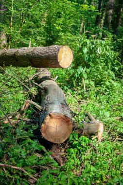 Kütükler ormanın derinliklerine atılıyor. Ormanda kesilen ağaçlar. Planlanmış orman tahribatı.
