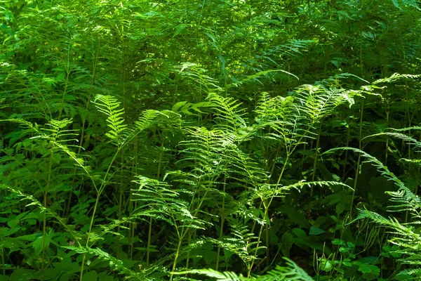 Helecho Bosque Helechos Bush Fondo Verde Frondoso Imagen Abstracta Luz — Foto de Stock