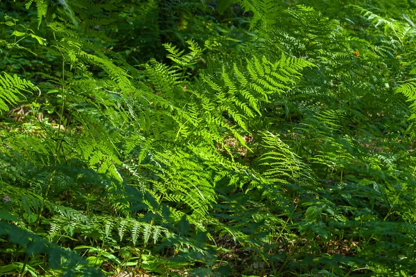 Samambaia Sai Samambaia Uma Clareira Florestal Fundo Folhas Verdes Imagem — Fotografia de Stock