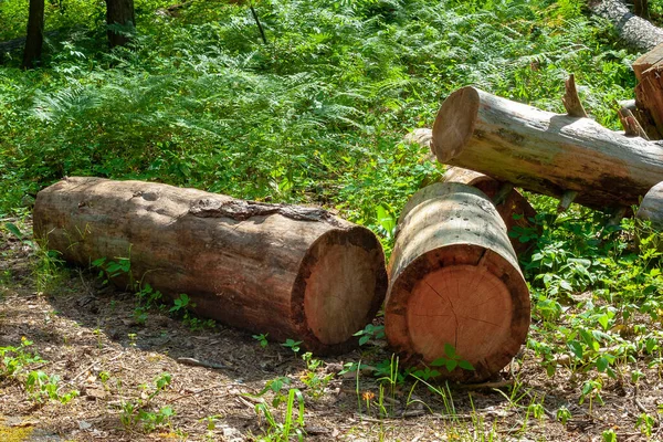 A pile of logs in a forest glade. Felled old trees in the forest. Planned deforestation.