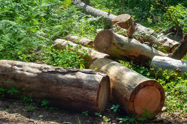 A pile of logs piled up in a forest glade. Felled trees in the forest. Planned deforestation.