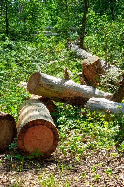 Mucchio Tronchi Una Radura Forestale Alberi Abbattuti Nella Foresta Deforestazione — Foto Stock