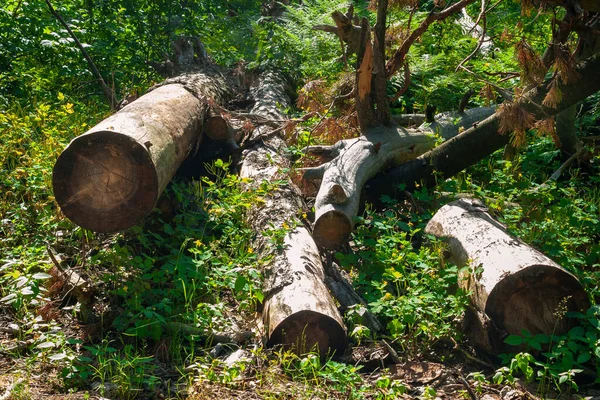 Logs piled in a forest clearing. Felled trees in the forest. Planned deforestation.