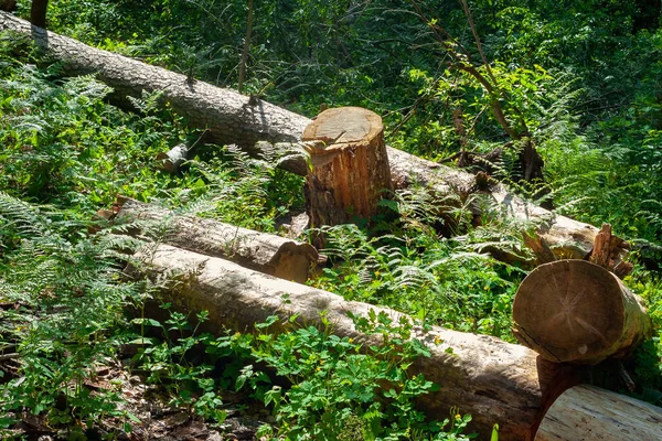A pile of logs piled in a forest clearing. Felled trees in the forest. Planned deforestation.