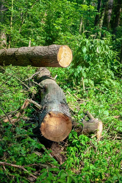 Tronchi Vengono Gettati Una Radura Forestale Alberi Abbattuti Nella Foresta — Foto Stock