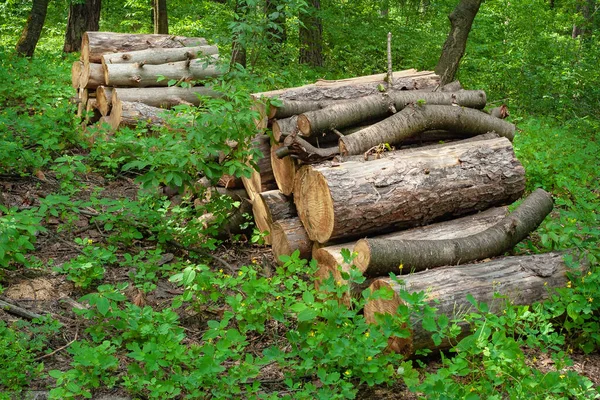 Tronchi Una Radura Forestale Alberi Abbattuti Nella Foresta Deforestazione Prevista — Foto Stock