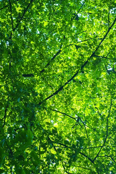 Dichte Grüne Kronen Hoher Bäume Abstrakte Natürliche Vegetative Hintergrund Vorlage — Stockfoto