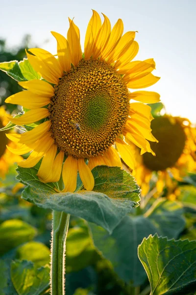 Gros Plan Sur Tournesol Plantation Tournesol Fleurs Coucher Soleil Agriculture — Photo