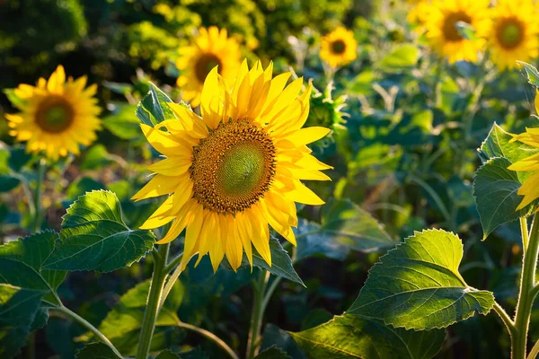 Tournesol Jaune Plantation Tournesol Fleurs Coucher Soleil Agriculture Biologique Contexte — Photo