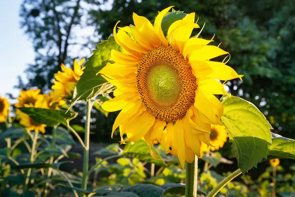 Tournesol Gros Plan Plantation Tournesol Fleurs Jaunes Coucher Soleil Fond — Photo