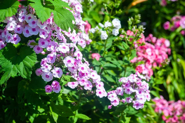フロックス 開いた空気中に紫とピンクのPhloxの花序 花壇の庭の花 自然環境の中での植物 素晴らしい自然の背景 デザインの壁紙 — ストック写真