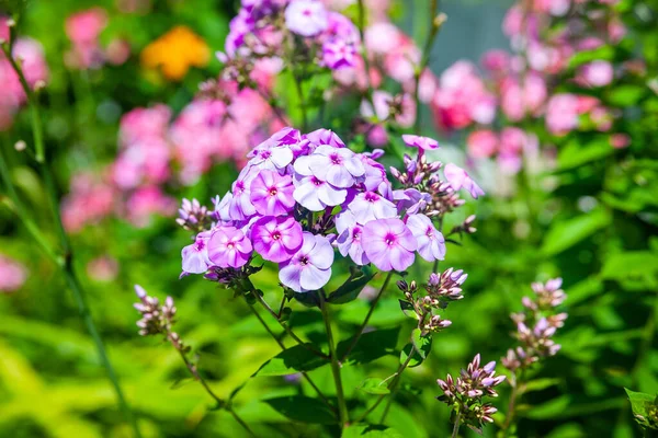 フロックス 紫色のPhloxのいくつかの花序 花壇の庭の花 自然環境の中での植物 素晴らしい自然の背景 デザインの壁紙 — ストック写真