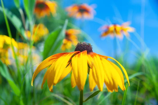 Rudbeckia Flor Sobre Fondo Del Cielo Flor Rudbeckia Susan Ojos — Foto de Stock