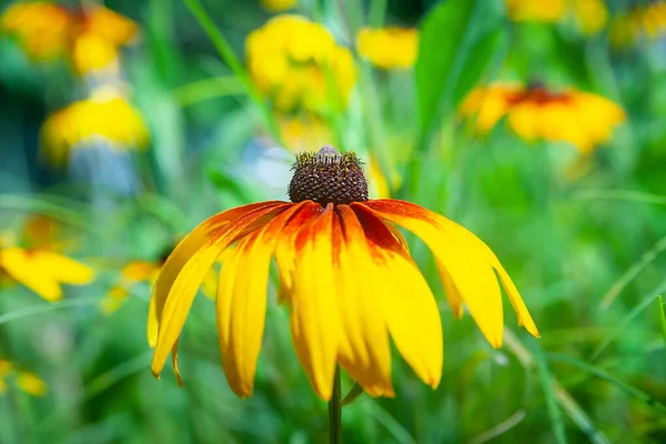 Flor Rudbeckia Amarillo Roja Macizo Flores Floreciente Jardín Flores Rudbeckia — Foto de Stock