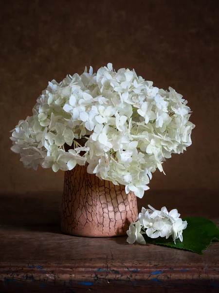 Hidrangea Glinianym Wazonie Kwiatostan Hortensji Ciemnym Tle Martwa Natura Kwiatami — Zdjęcie stockowe