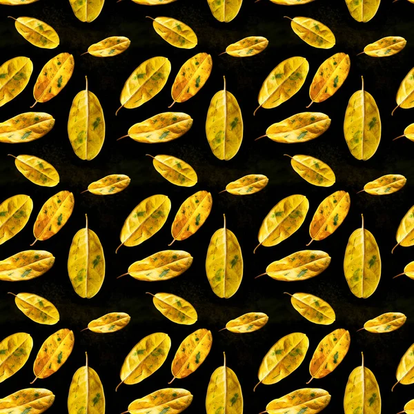 Seamless pattern of leaves on a black background. Yellow leaves on a dark surface. Geometric dynamic composition. Creative natural flat lay. Banner.