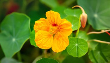 Sarı çiçekler. Nasturtium çiçekleri yakın plan. Doğal ışık. Seçici yumuşak odak