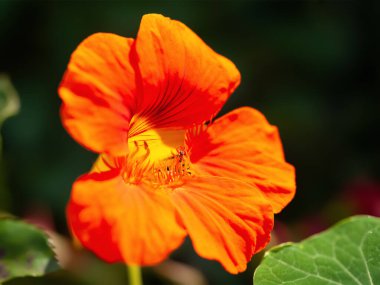 Turuncu çiçekler. Nasturtium çiçeklerine yakın çekim. Doğal ışık. Yumuşak odak