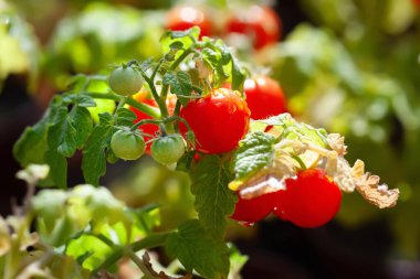 Portakallı domates. Tencerede kırmızı domates. Doğal ışık. Yumuşak odak