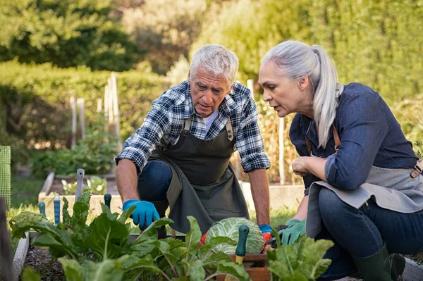 Senior paar plukken groenten — Stockfoto