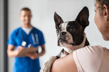Veterinerde boston terrier köpek ile Kadın 