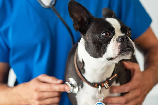 Tierarzt untersucht kleinen Hund mit Stethoskop — Stockfoto