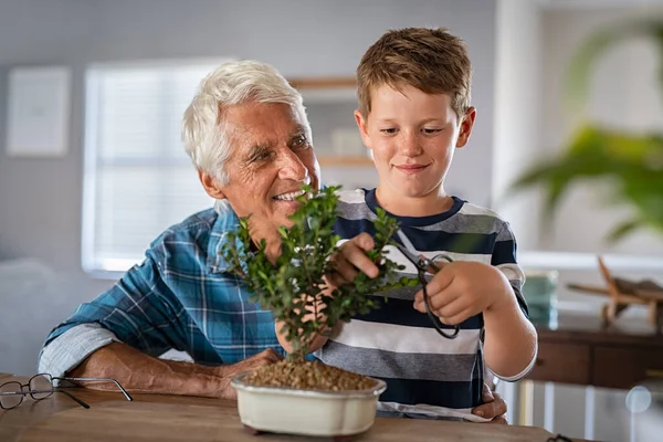 孙子孙女在爷爷的帮助下学习园艺和植树护理 微笑的男孩帮助老年人在家里修剪盆景 孙子和爷爷在家里修剪婴儿植物 — 图库照片