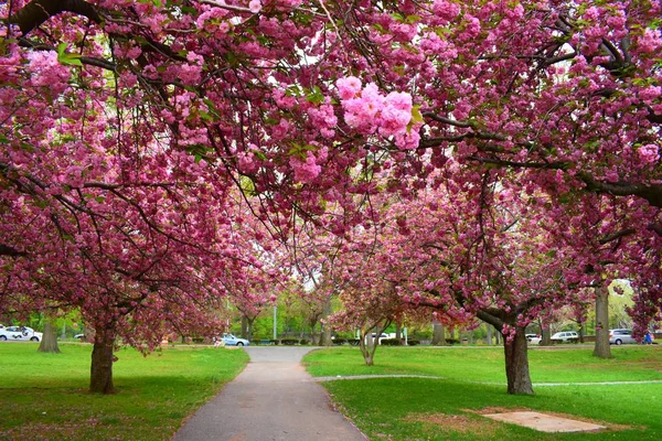 Kiraz çiçeği bahar süresi 2018