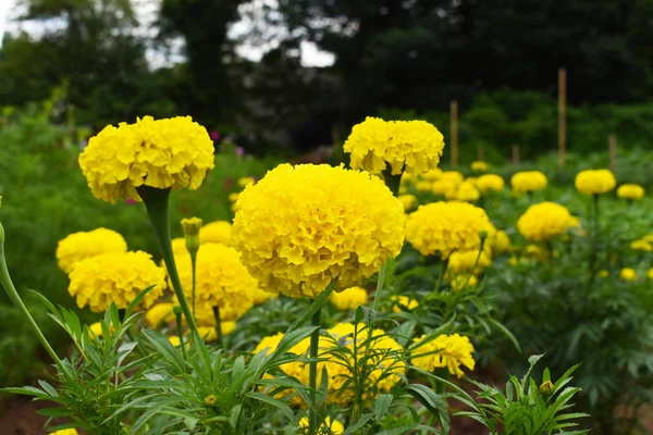 Güzel kadife çiçeği çiçek alanı.