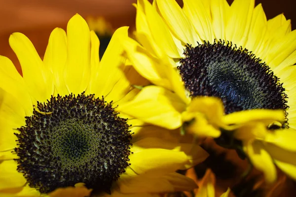 İki güzel ayçiçeği kadar l kapatın.