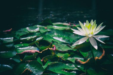 Sakin Göl su güzel sakin Lotus çiçeği.